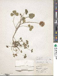 Trifolium repens subsp. repens image