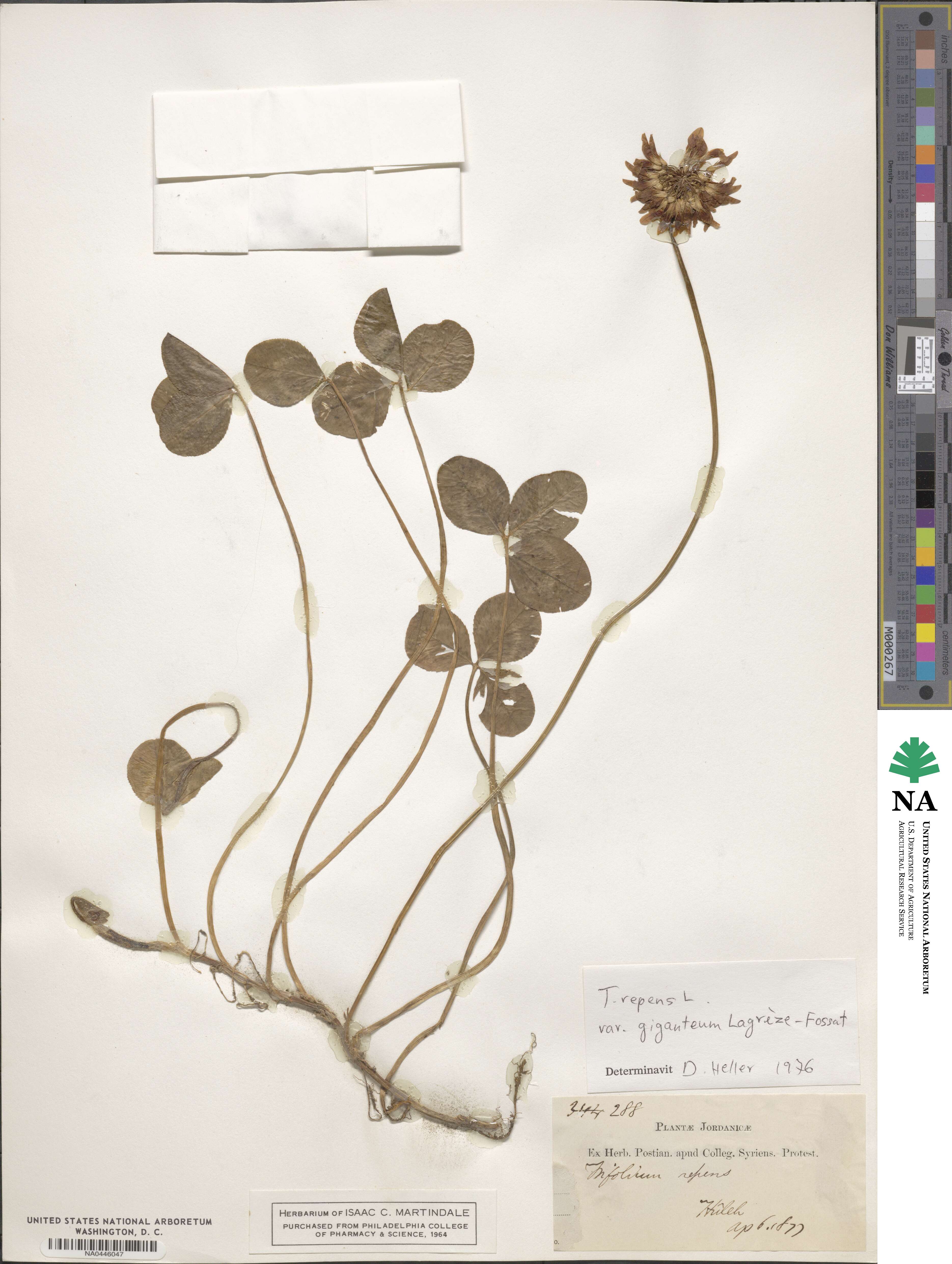 Trifolium repens subsp. repens image