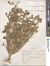 Trifolium resupinatum image