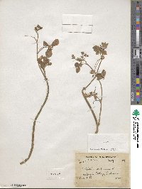 Trifolium resupinatum image