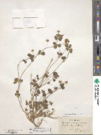 Trifolium resupinatum image