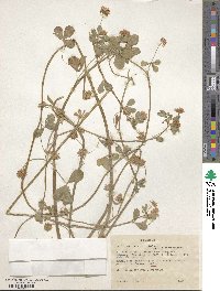 Trifolium resupinatum image