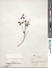 Trifolium retusum image