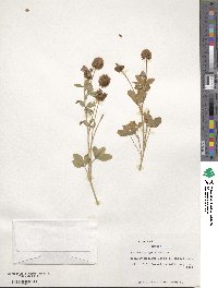 Trifolium badium image