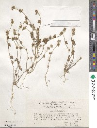 Trifolium scabrum image