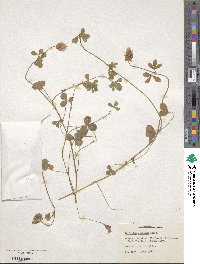 Trifolium scutatum image