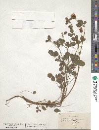 Trifolium scutatum image