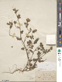 Trifolium scutatum image