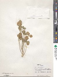 Trifolium spumosum image