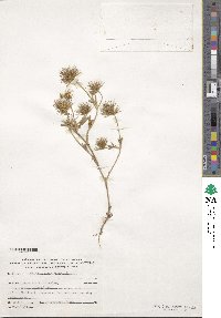 Trifolium stellatum image