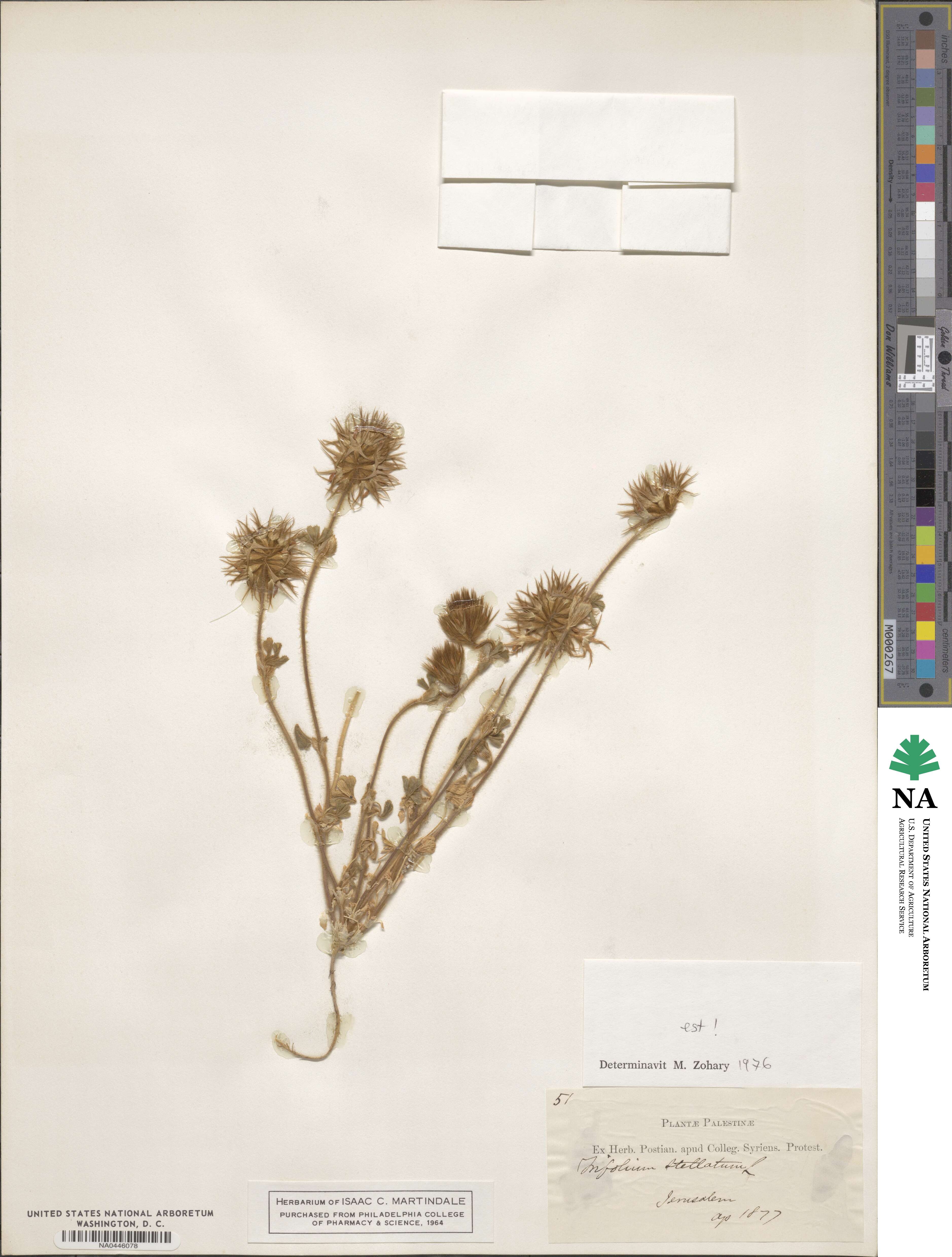 Trifolium stellatum image