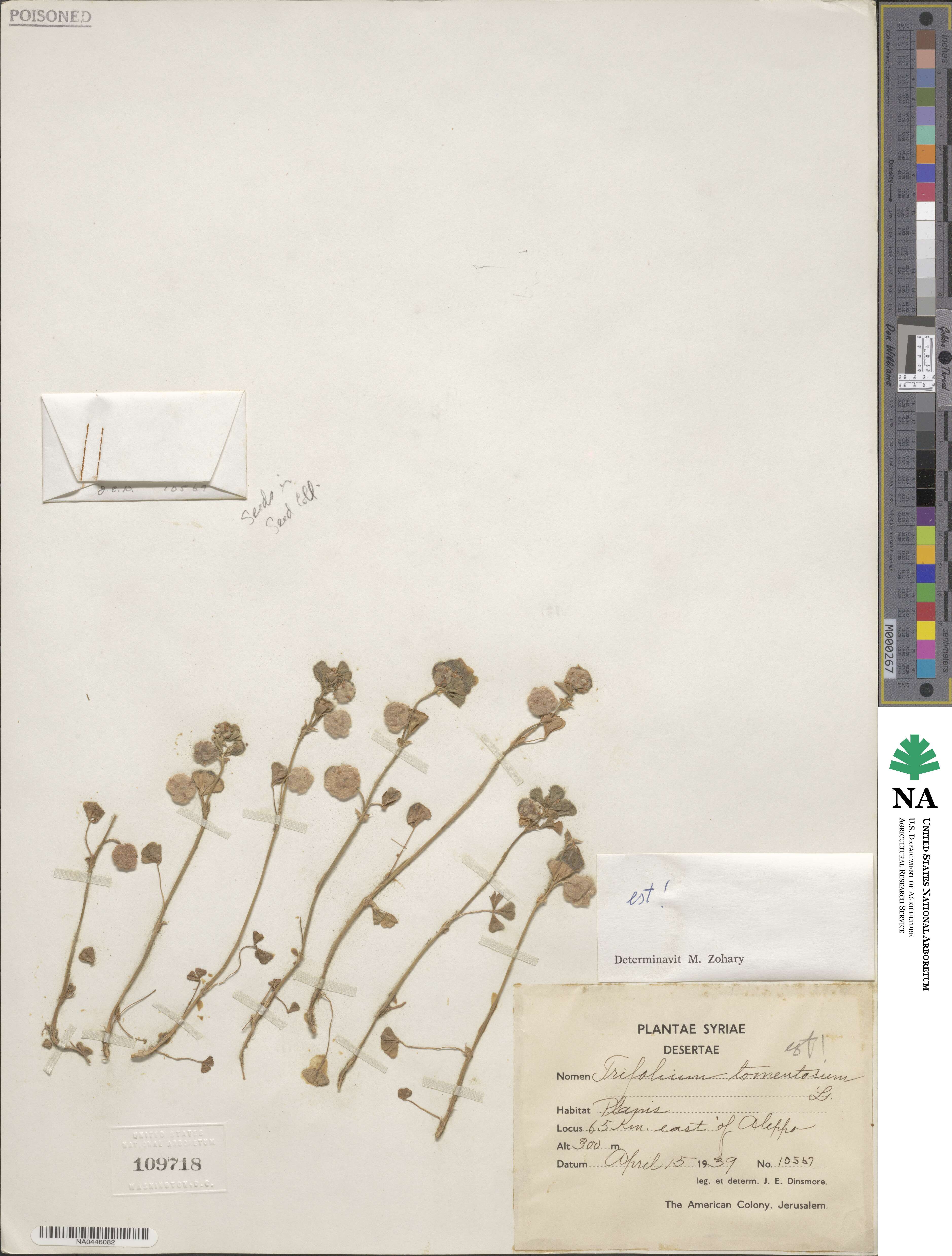 Trifolium tomentosum image