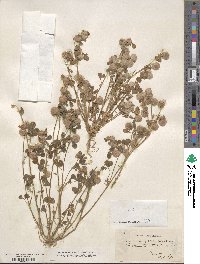 Trifolium tomentosum image