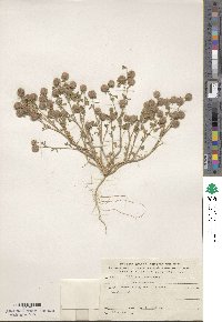 Trifolium tomentosum image