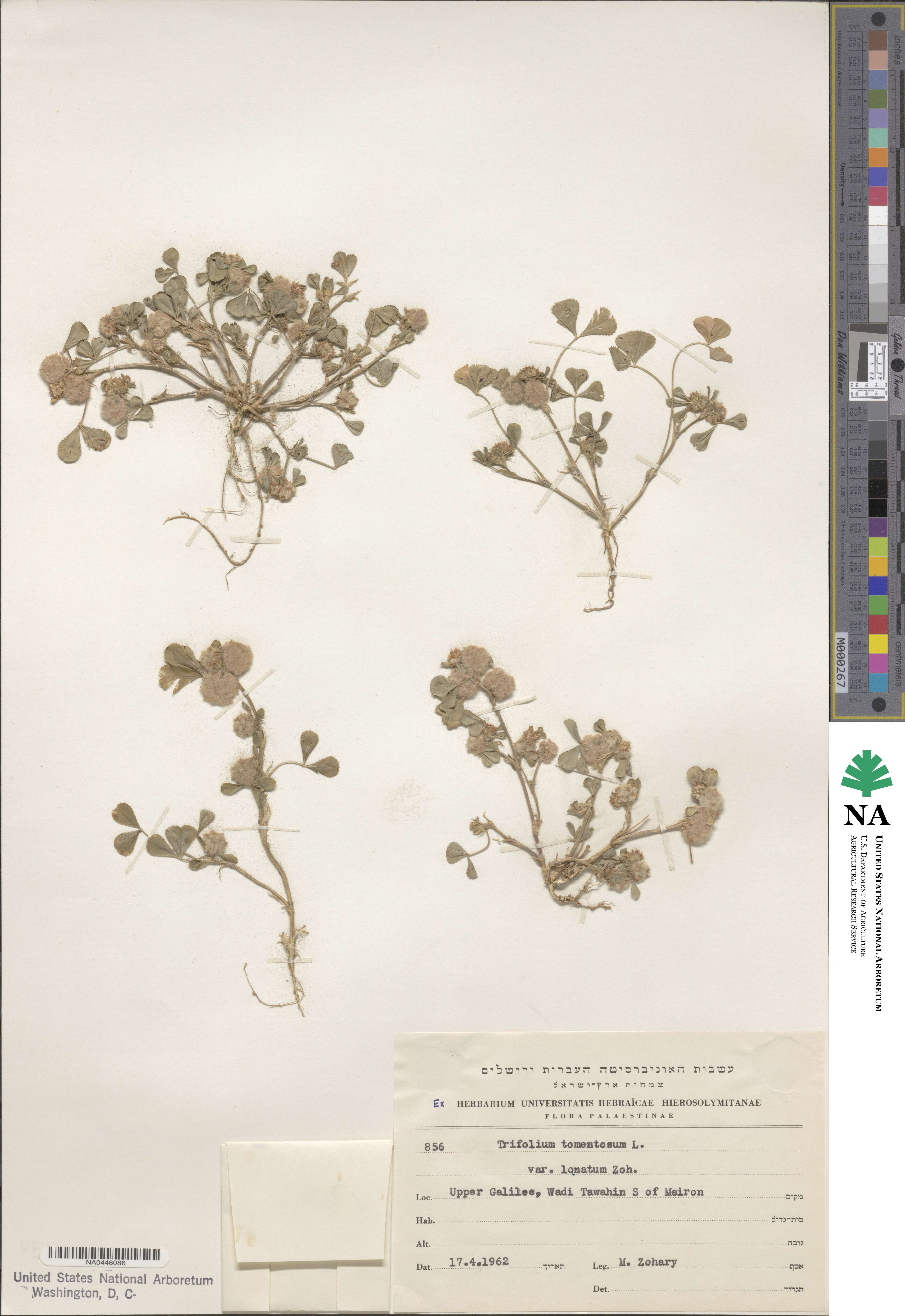 Trifolium tomentosum image