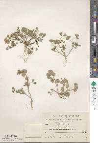 Trifolium tomentosum image