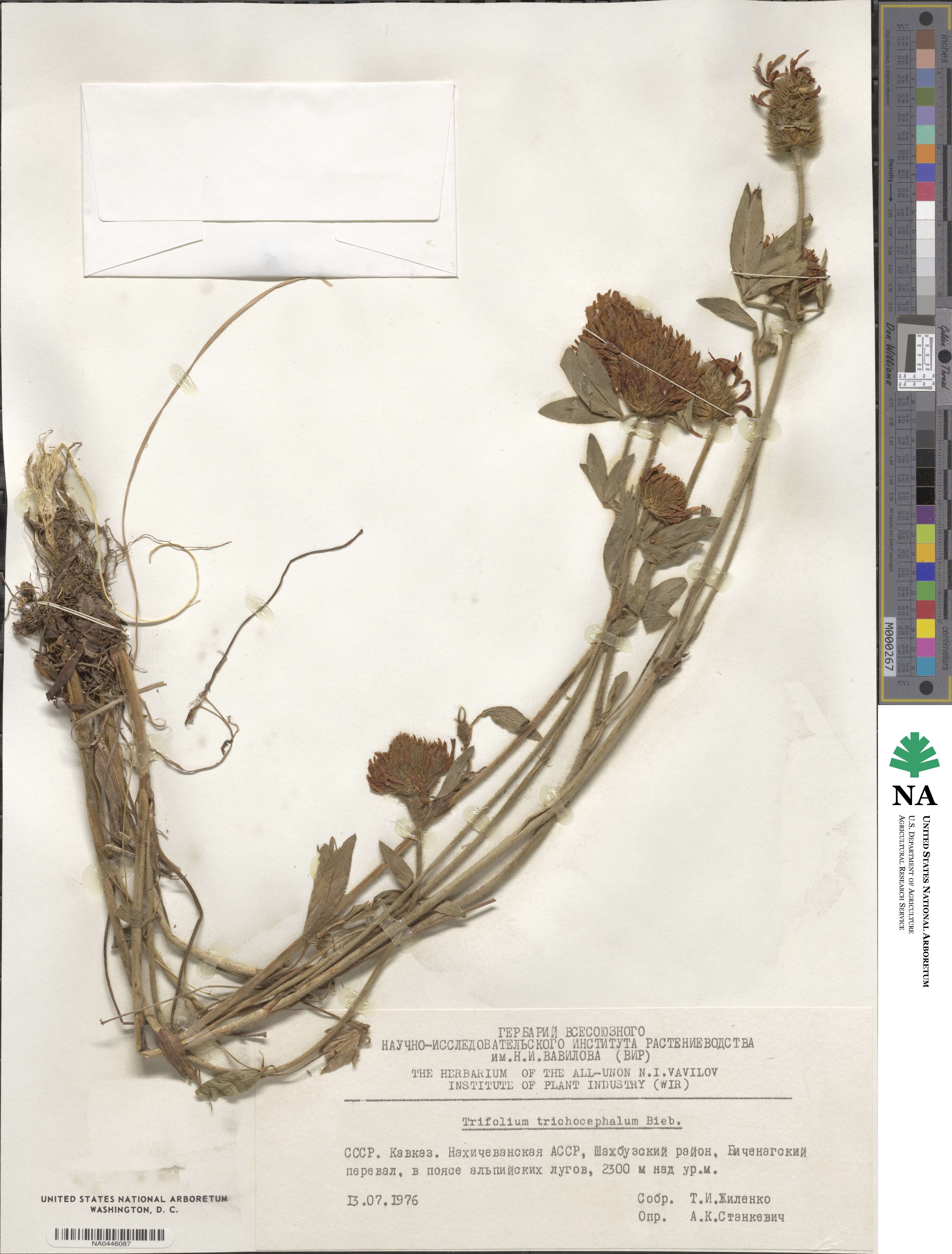 Trifolium trichocephalum image