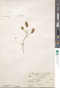 Trifolium dasyurum image