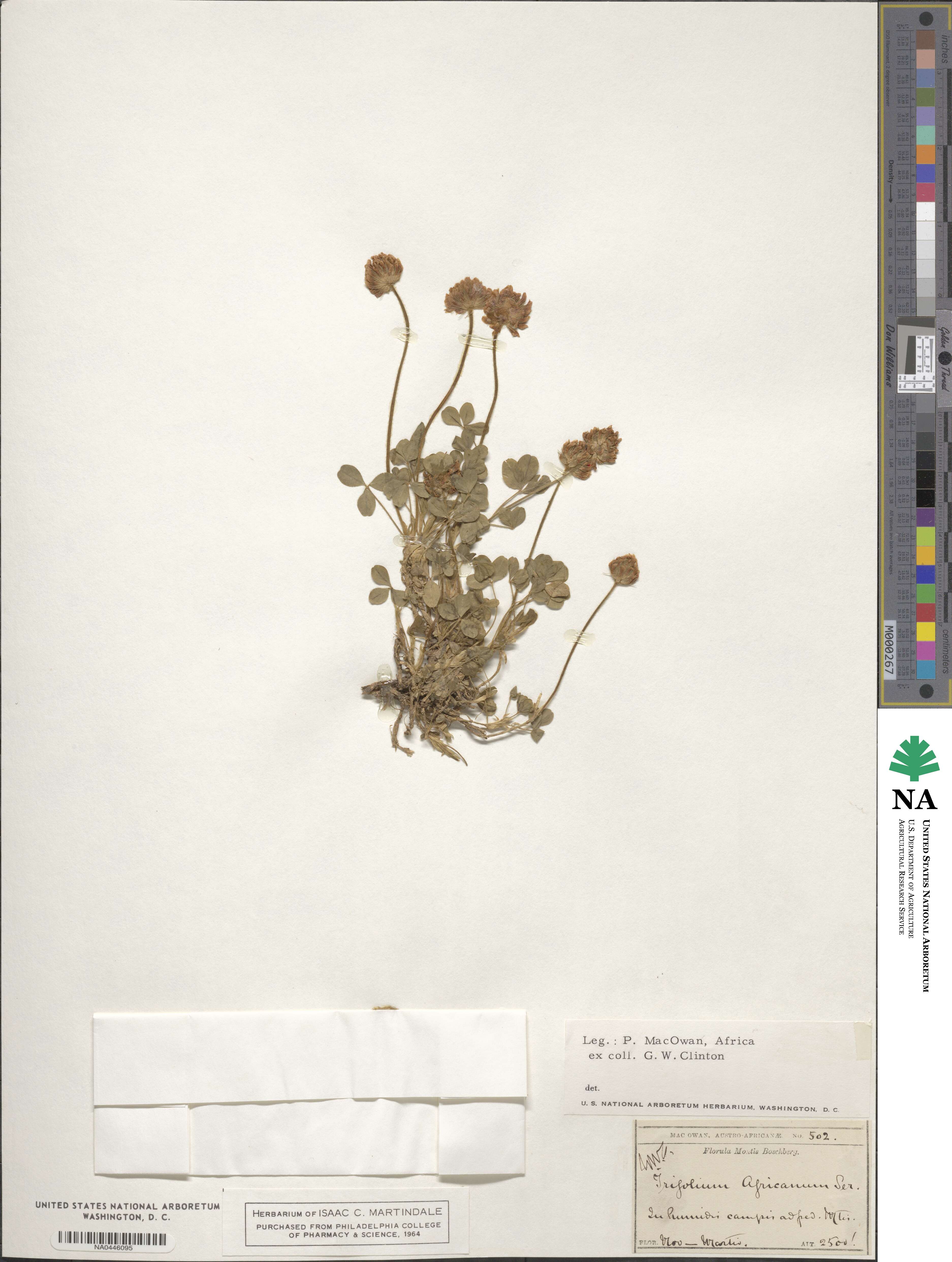 Trifolium africanum image