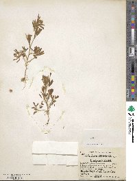 Trifolium arvense image