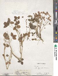 Trifolium baccarinii image