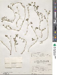 Trifolium baccarinii image