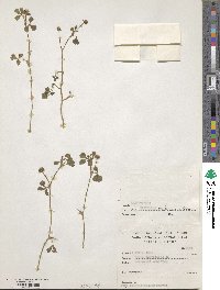 Trifolium baccarinii image