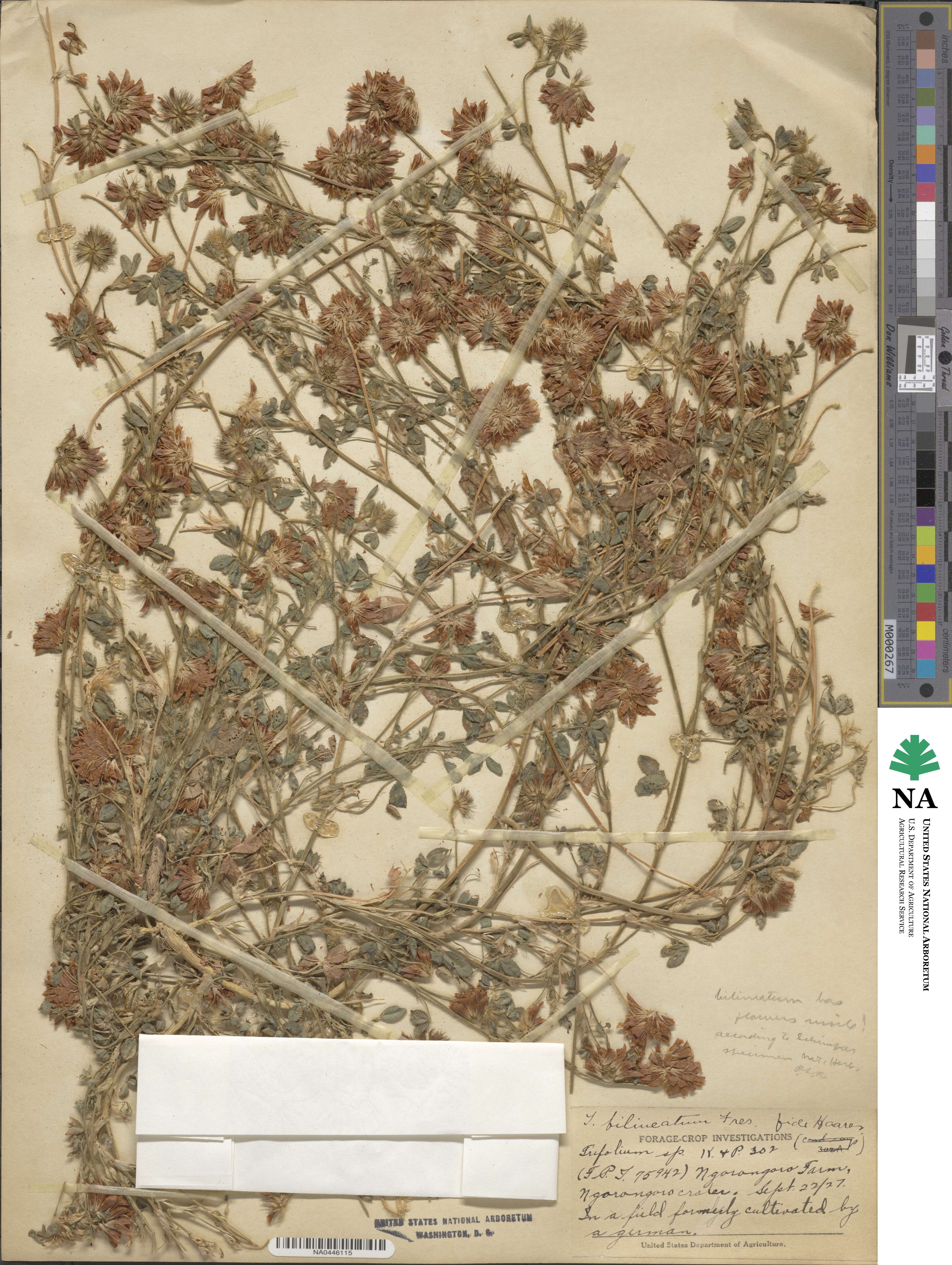 Trifolium bilineatum image