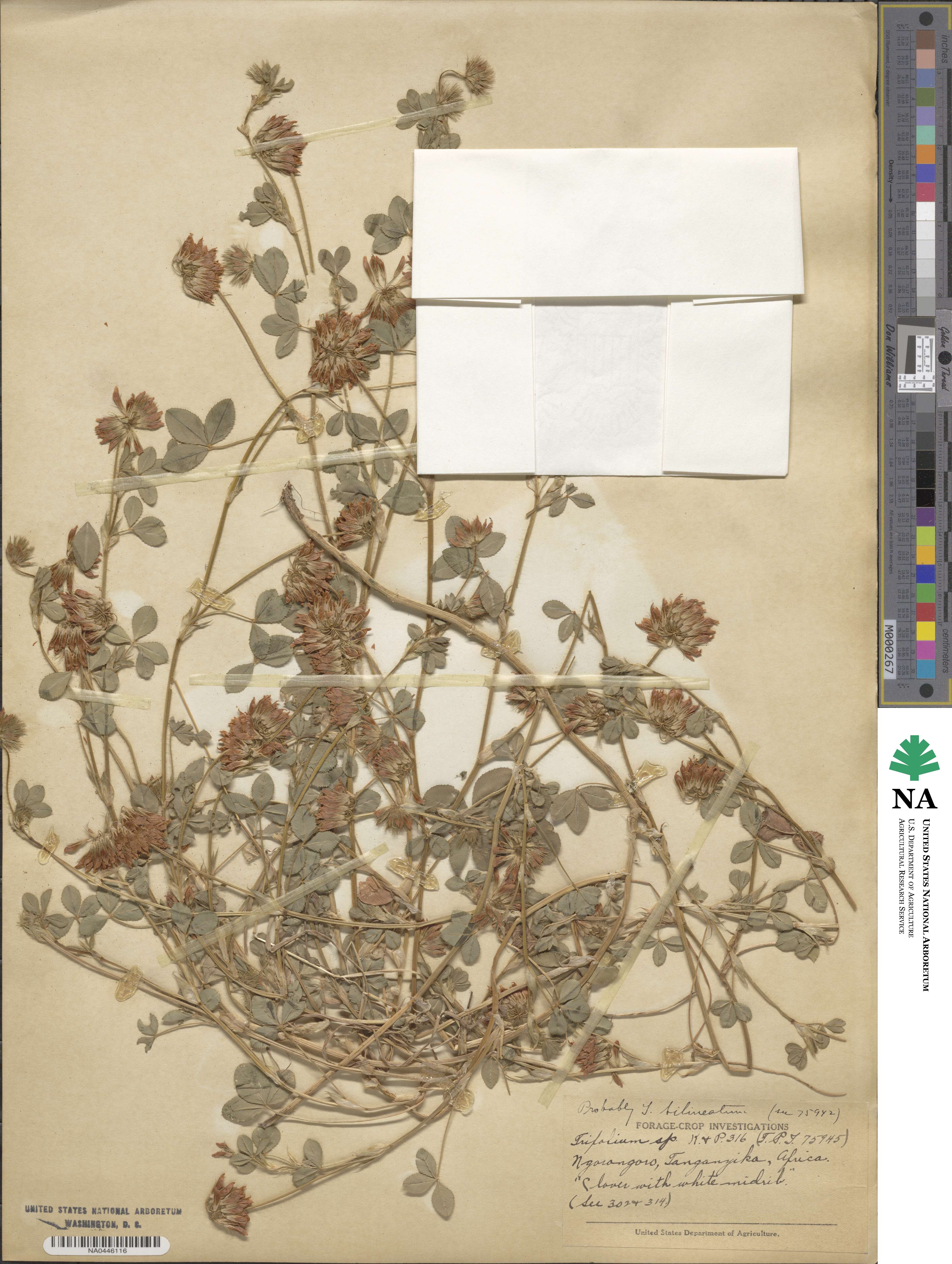 Trifolium bilineatum image