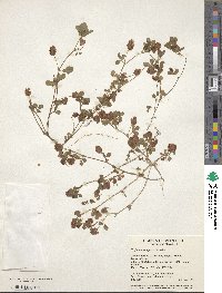 Trifolium campestre image