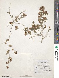 Trifolium campestre image