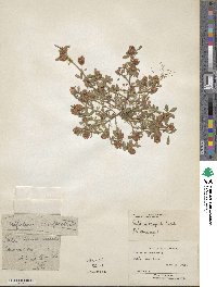 Trifolium campestre image