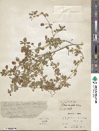 Trifolium campestre image