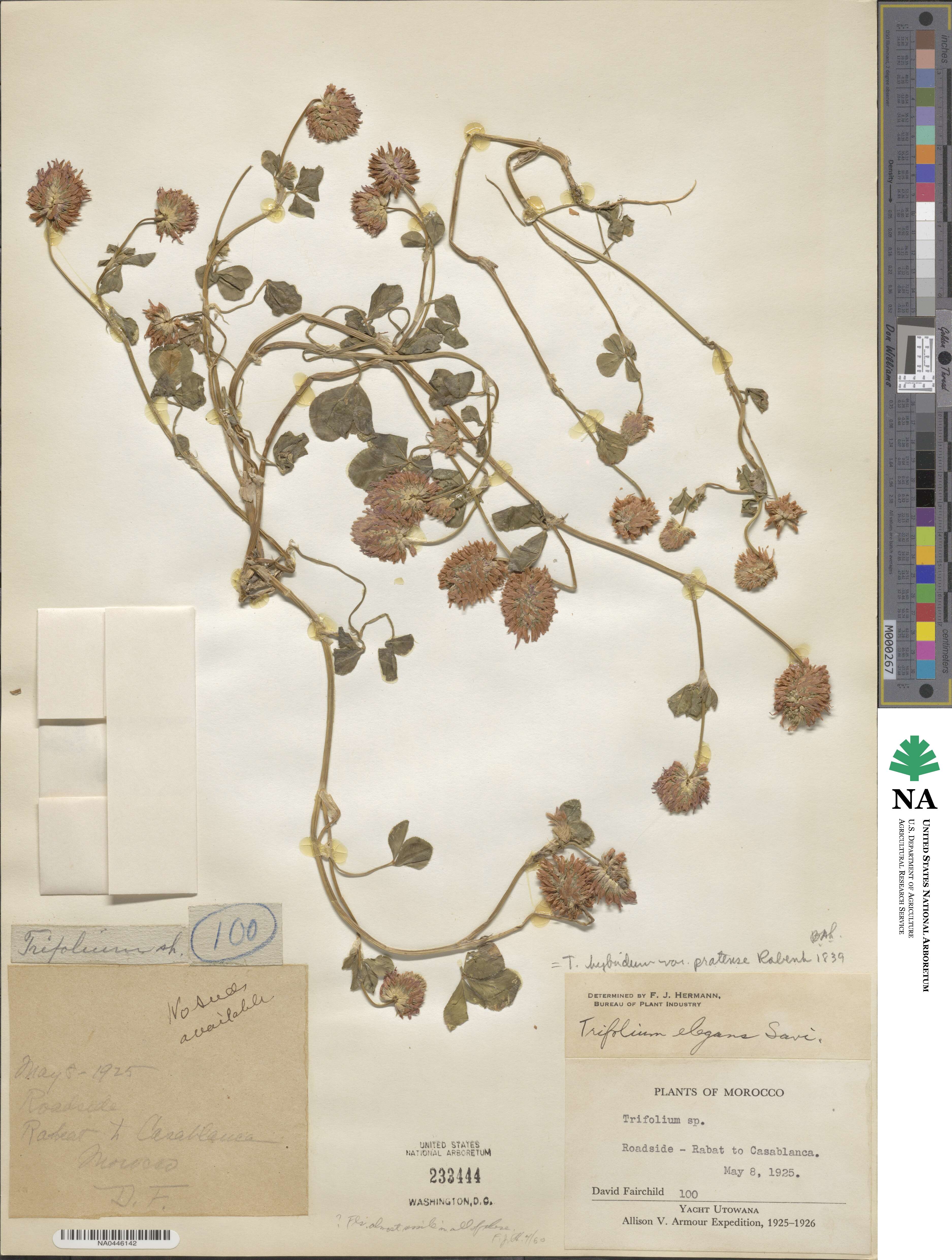 Trifolium hybridum subsp. hybridum image