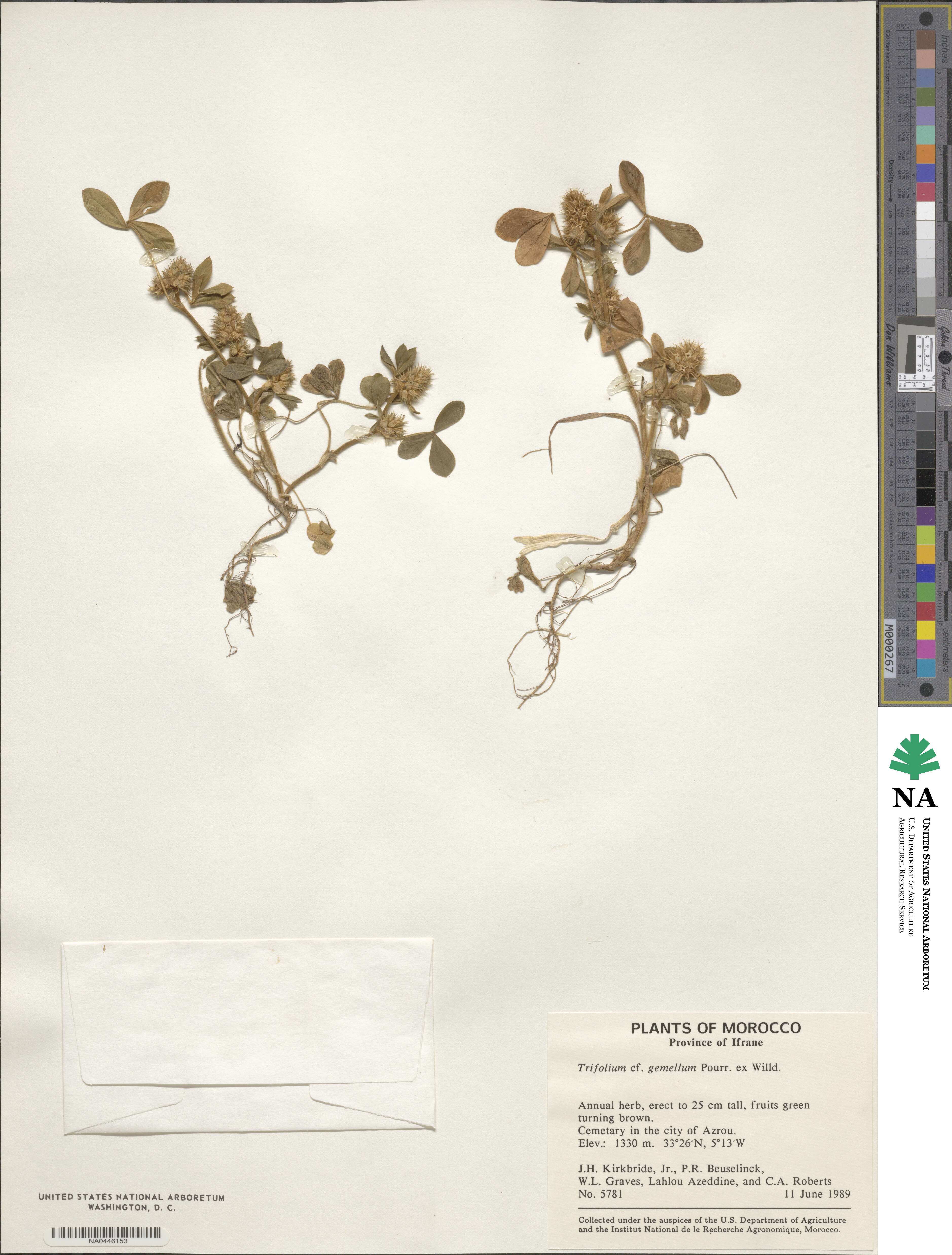 Trifolium gemellum image
