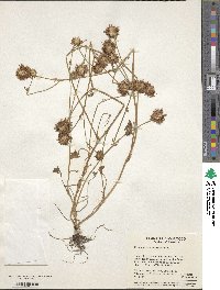 Trifolium isthmocarpum image