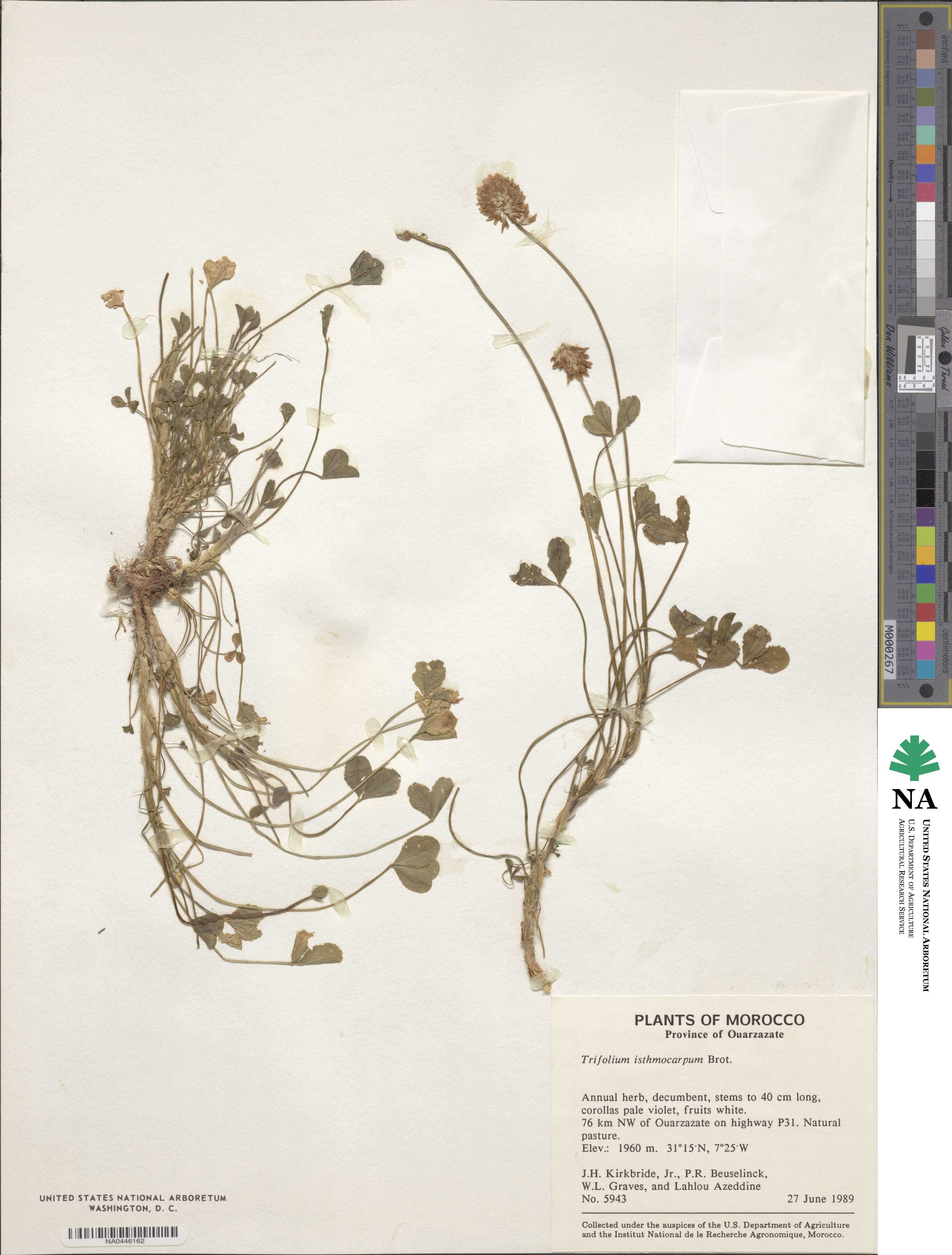 Trifolium isthmocarpum image