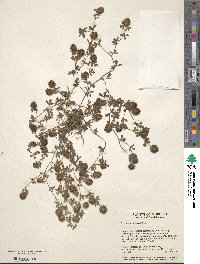 Trifolium lappaceum image