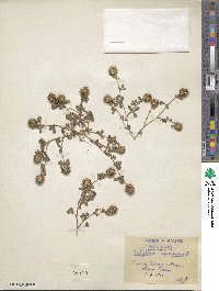 Trifolium lappaceum image