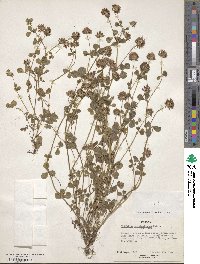 Trifolium mattirolianum image