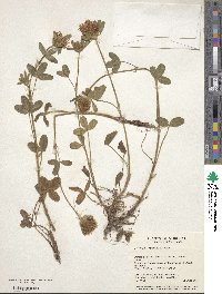 Trifolium ochroleucon image