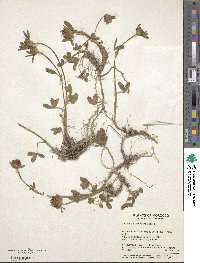 Trifolium ochroleucon image