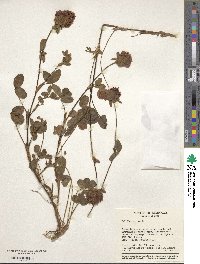 Trifolium pratense image