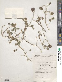 Trifolium purseglovei image