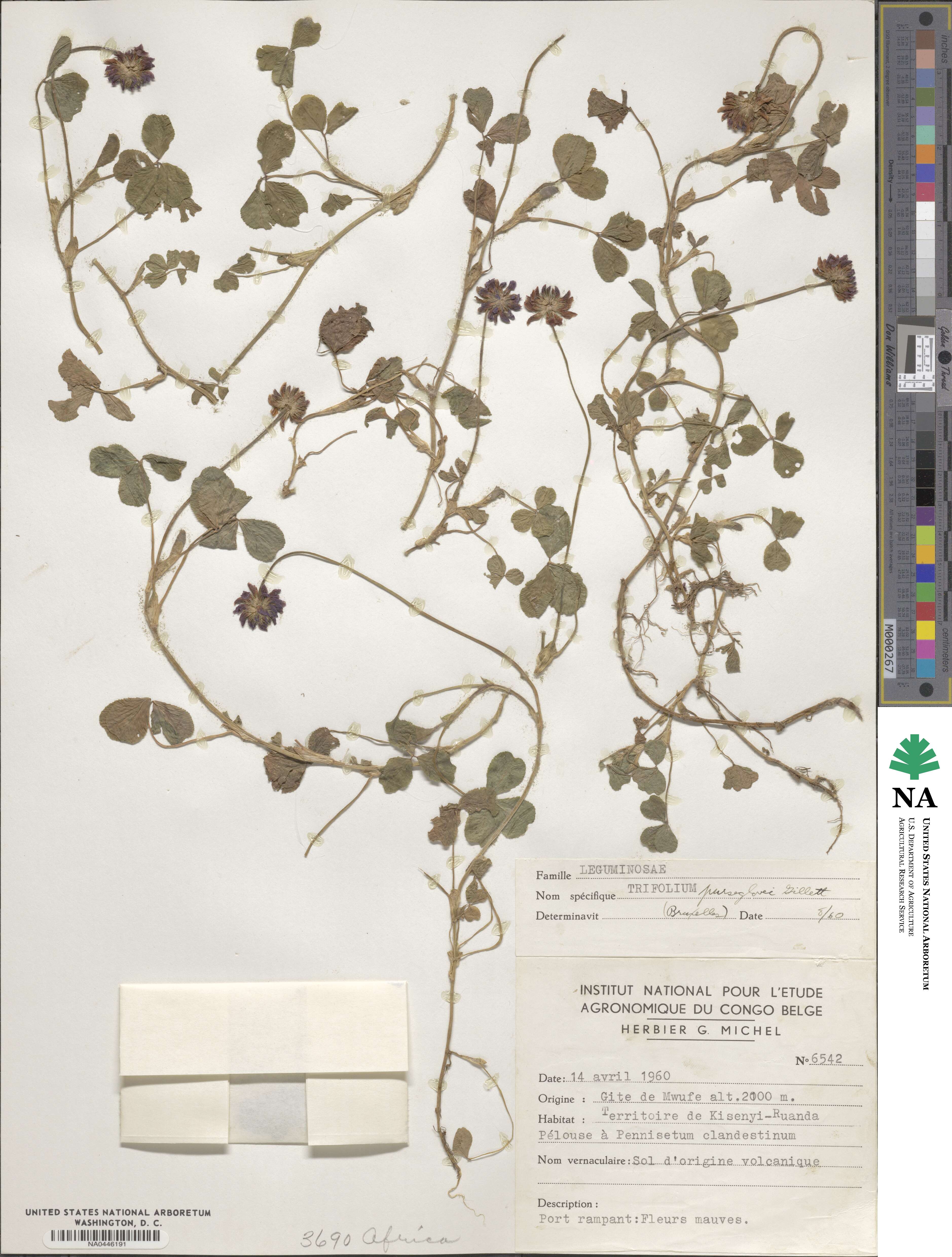 Trifolium purseglovei image