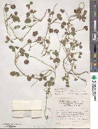 Trifolium purseglovei image