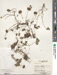 Trifolium repens image