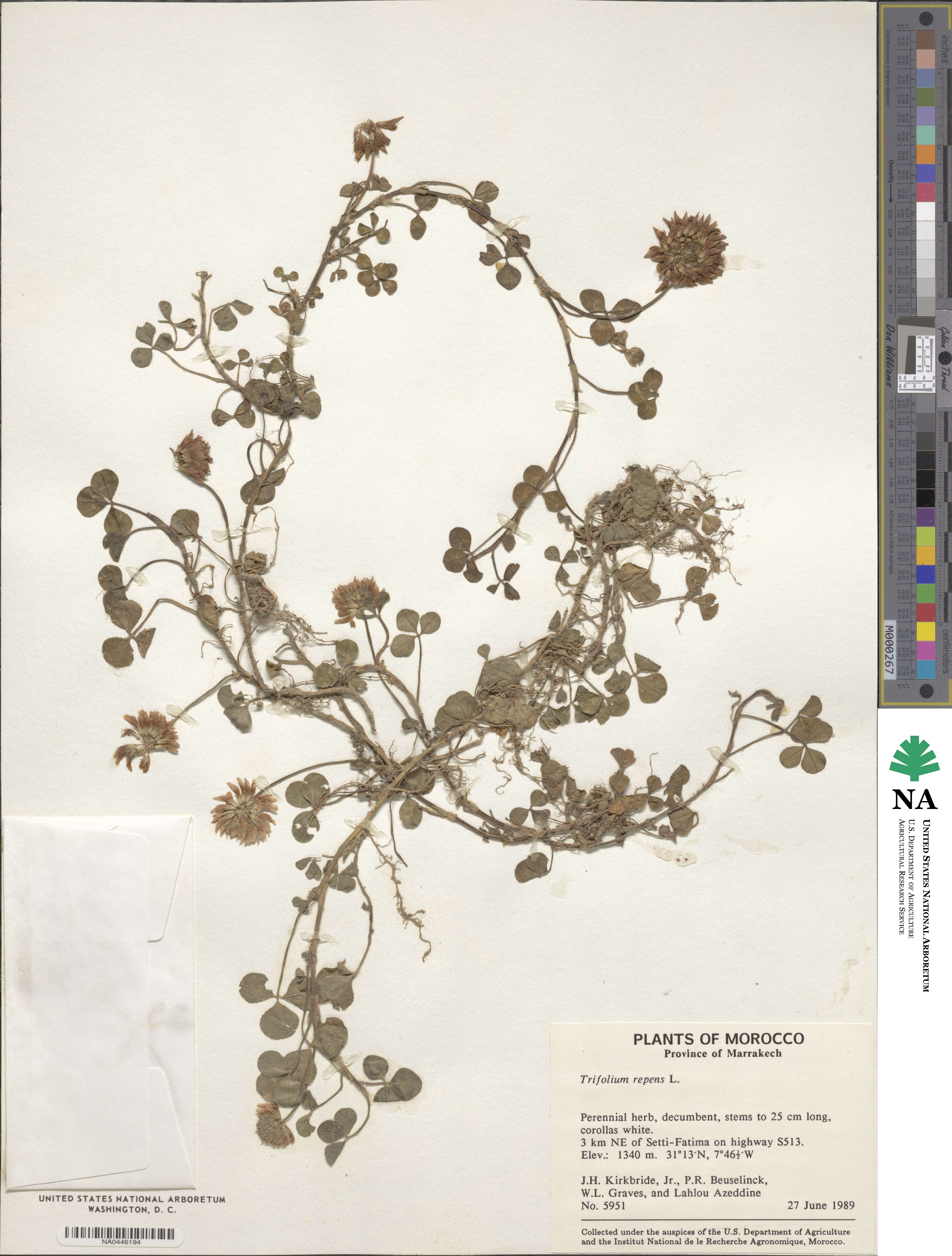 Trifolium repens image
