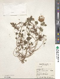 Trifolium repens image