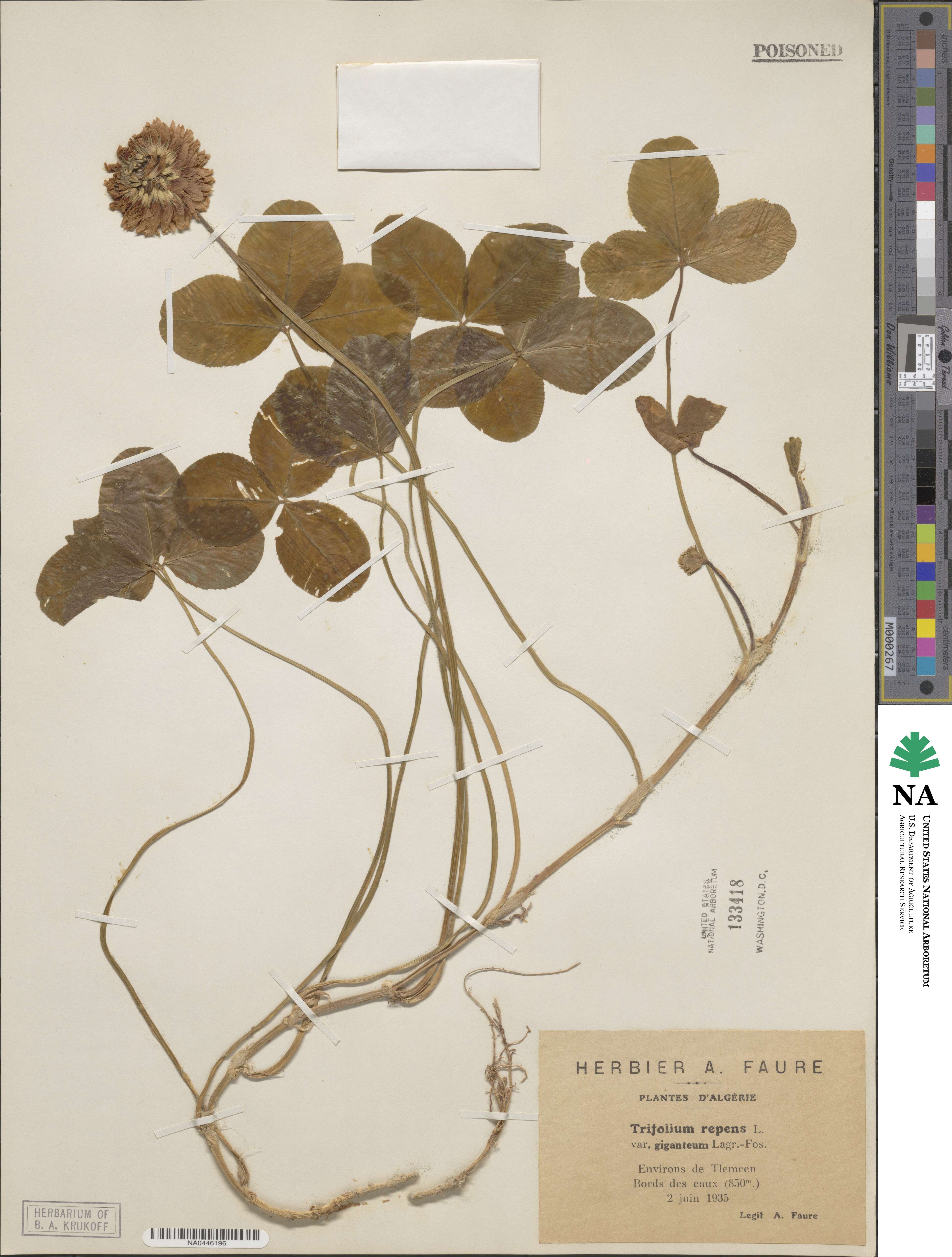 Trifolium repens subsp. repens image